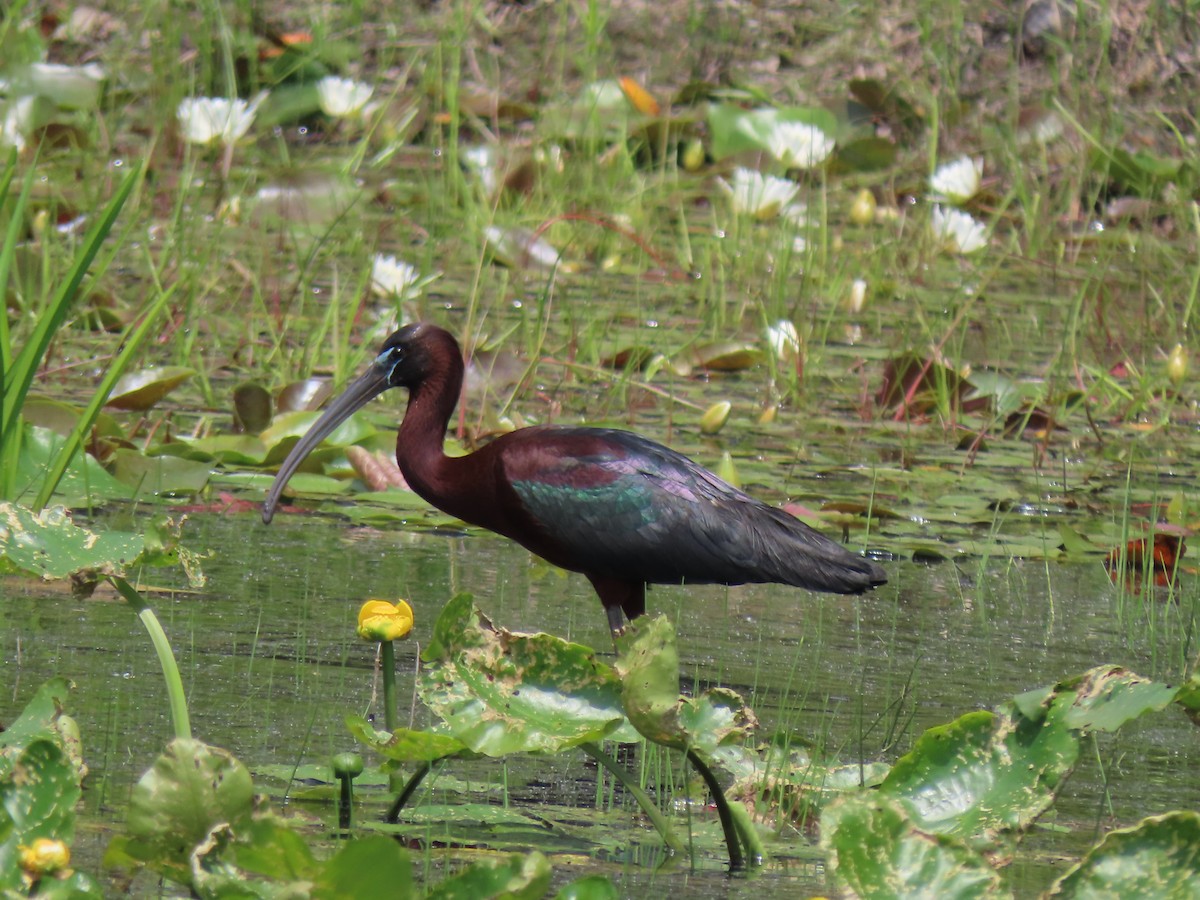ibis hnědý - ML620109155