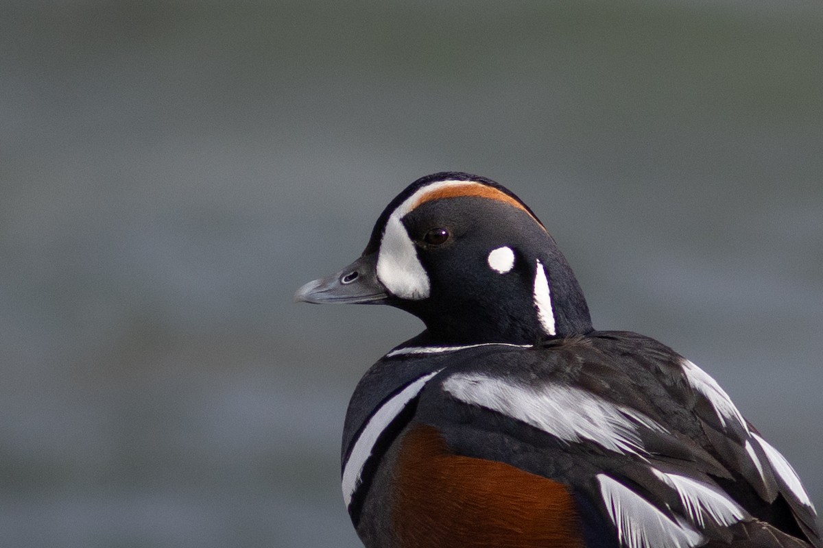 Harlequin Duck - ML620109156