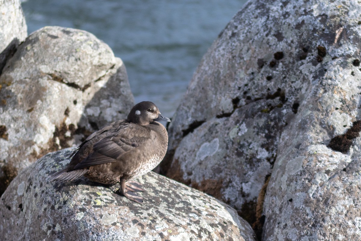 Harlequin Duck - ML620109158