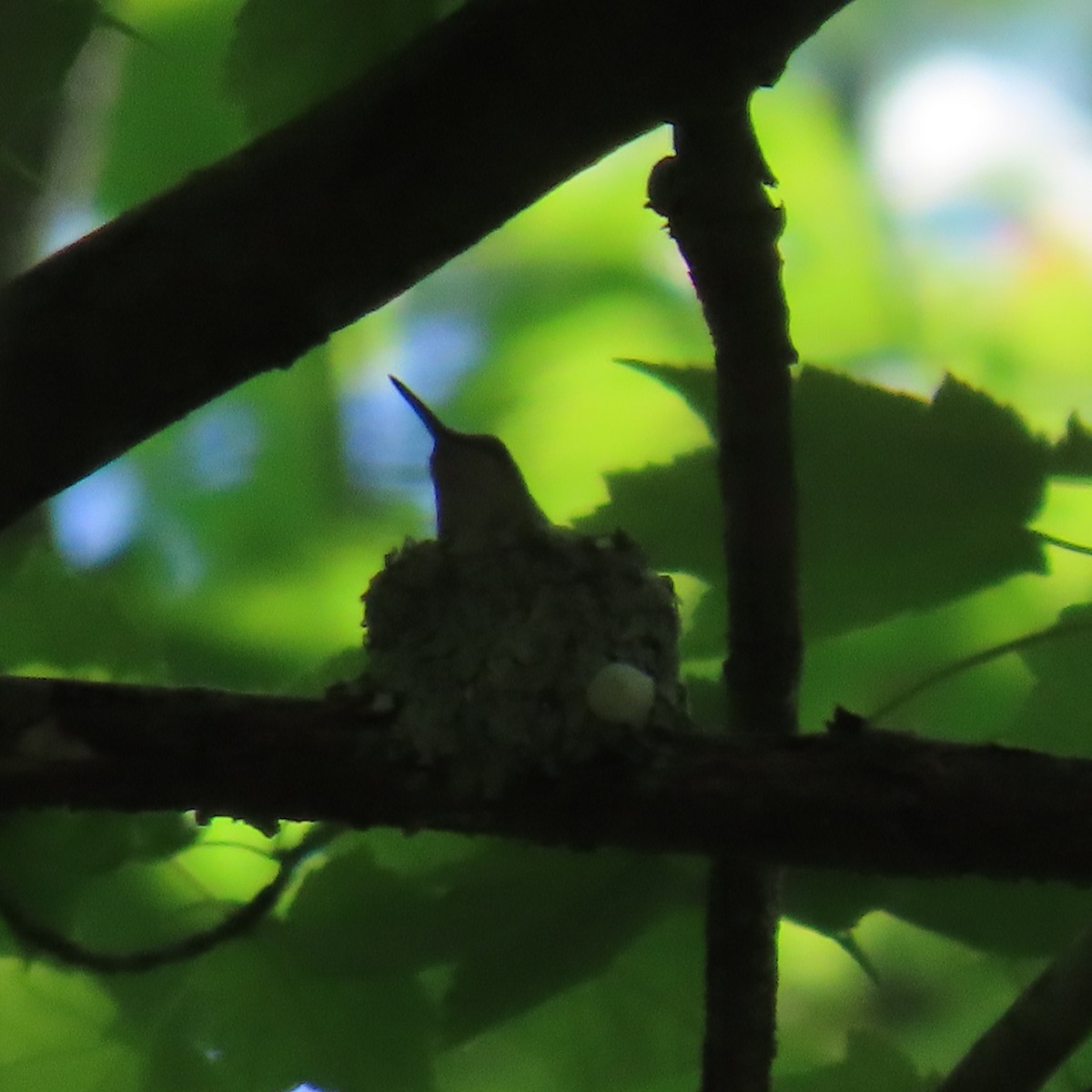 Ruby-throated Hummingbird - ML620109189