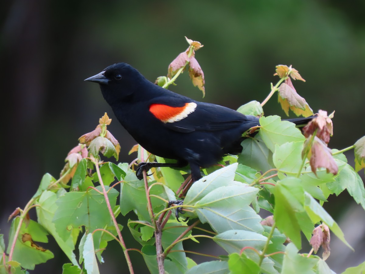 Red-winged Blackbird - ML620109191