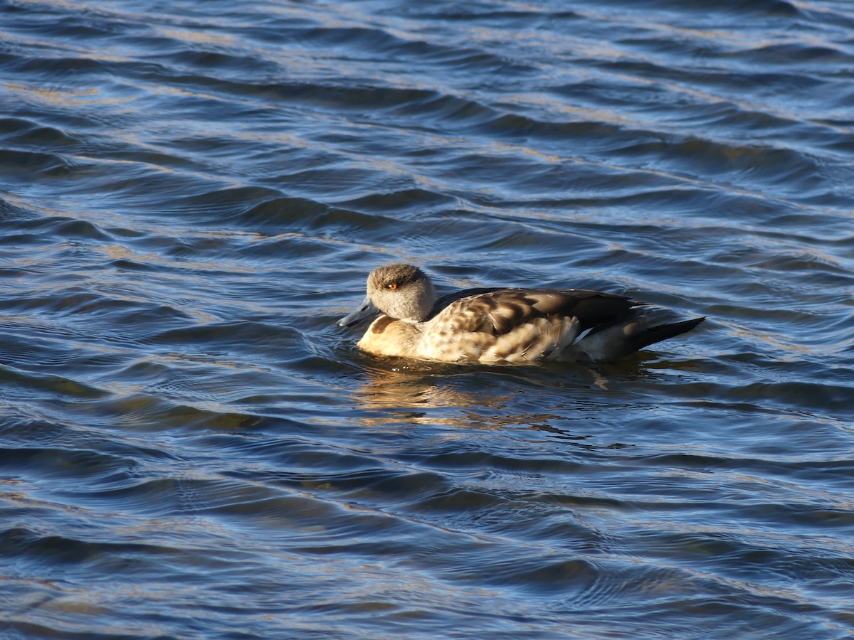 Crested Duck - ML620109192