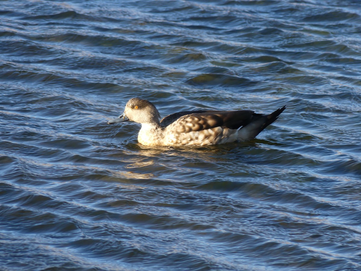 Crested Duck - ML620109193