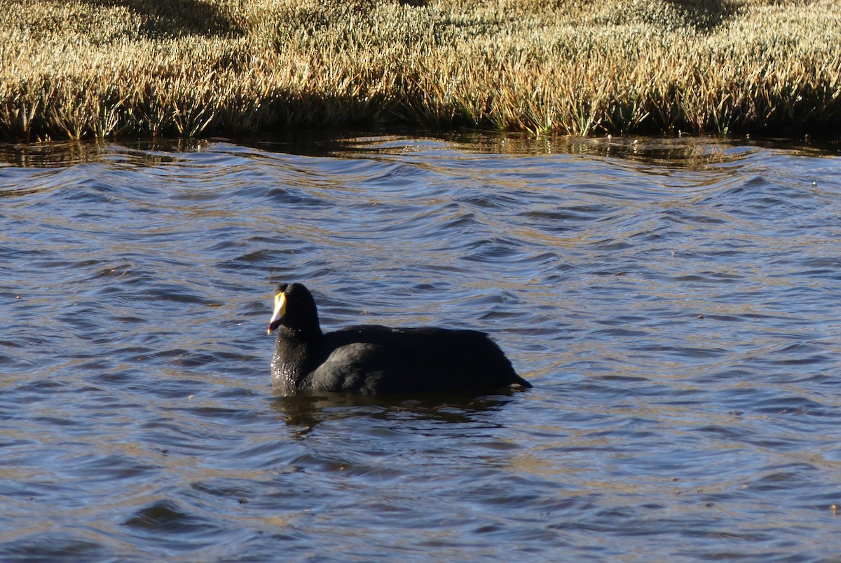 Giant Coot - ML620109196