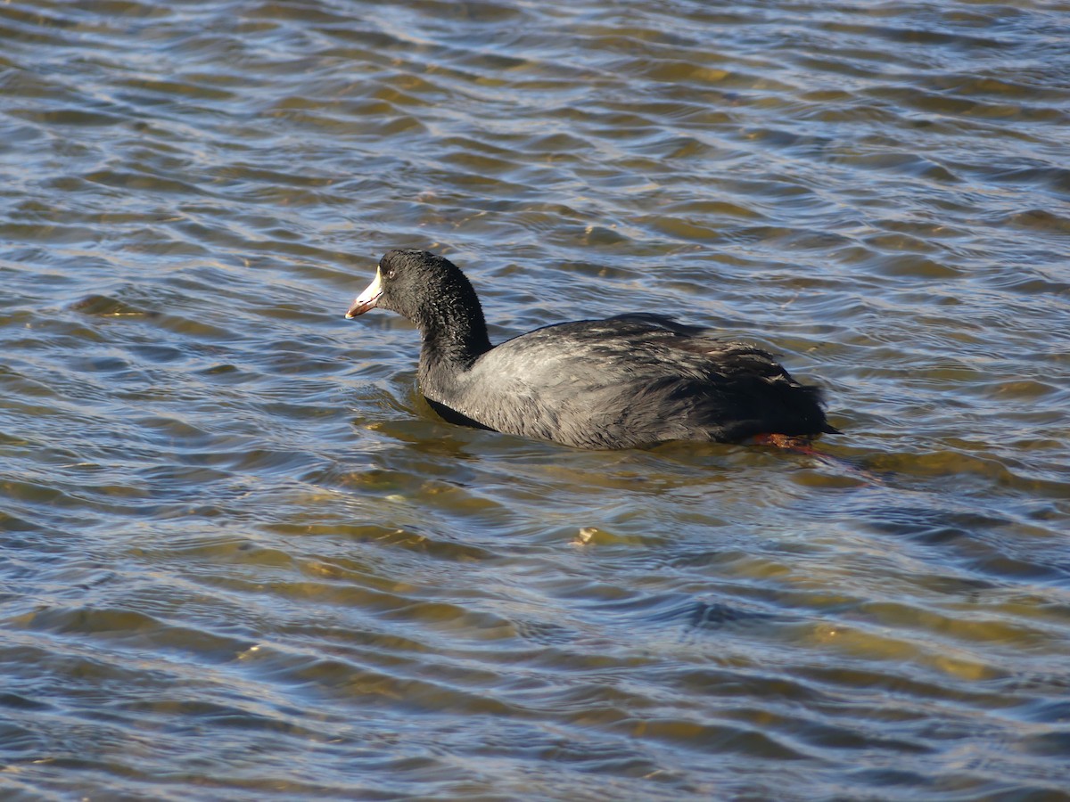 Giant Coot - ML620109197