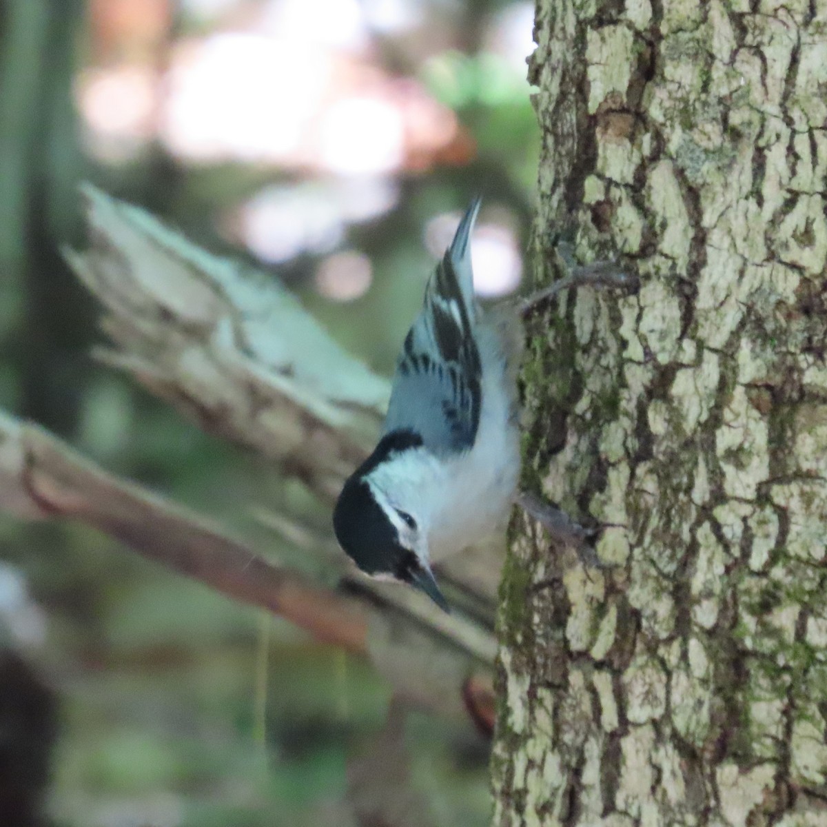 White-breasted Nuthatch (Eastern) - ML620109203