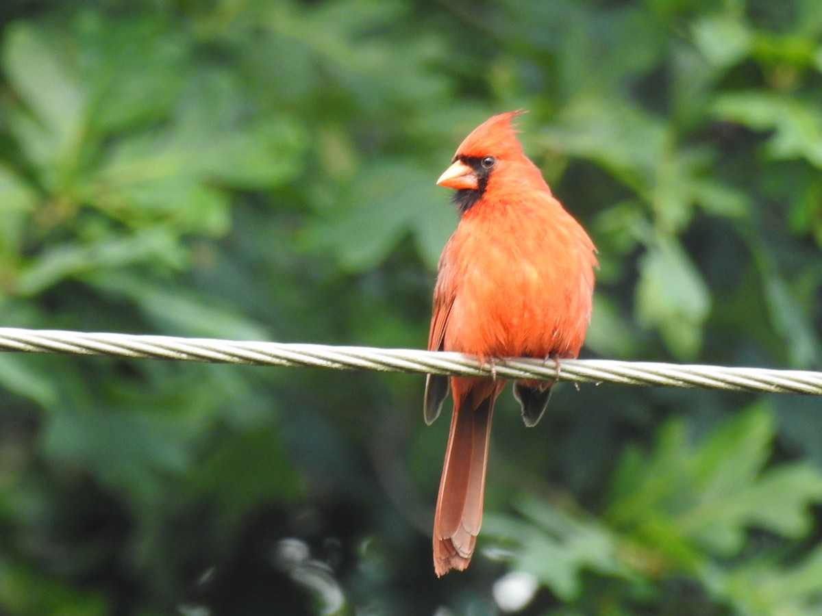 Красный кардинал [группа cardinalis] - ML620109210