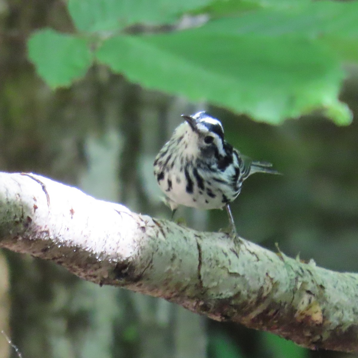 Black-and-white Warbler - ML620109212