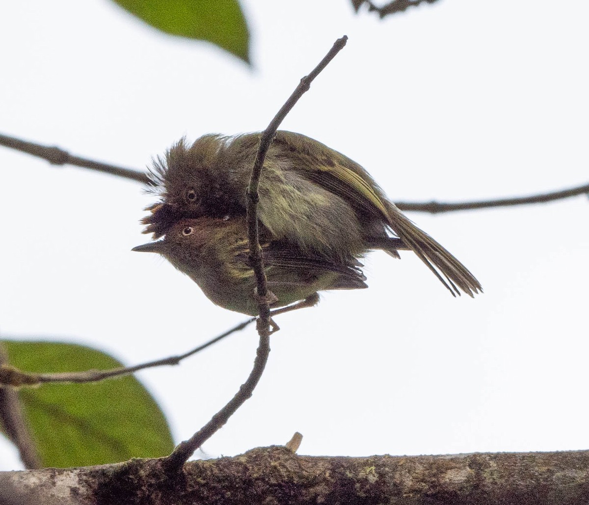 Scale-crested Pygmy-Tyrant - ML620109220