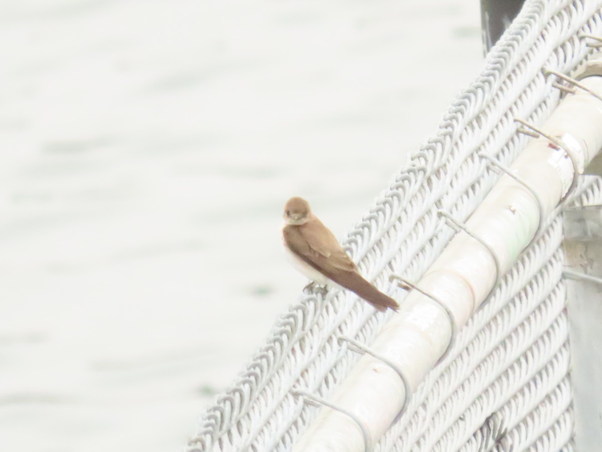 Northern Rough-winged Swallow - ML620109224