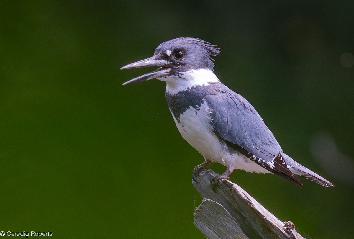 Belted Kingfisher - ML620109231