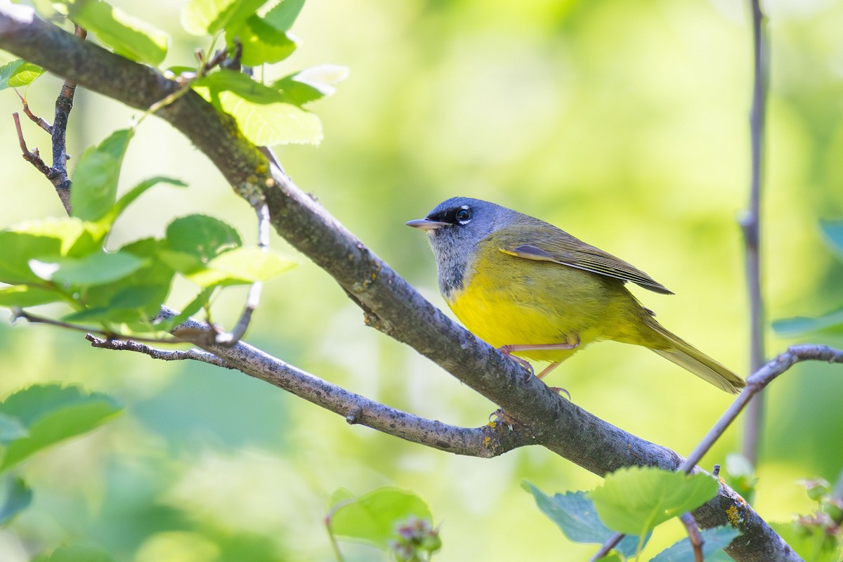 MacGillivray's Warbler - ML620109232