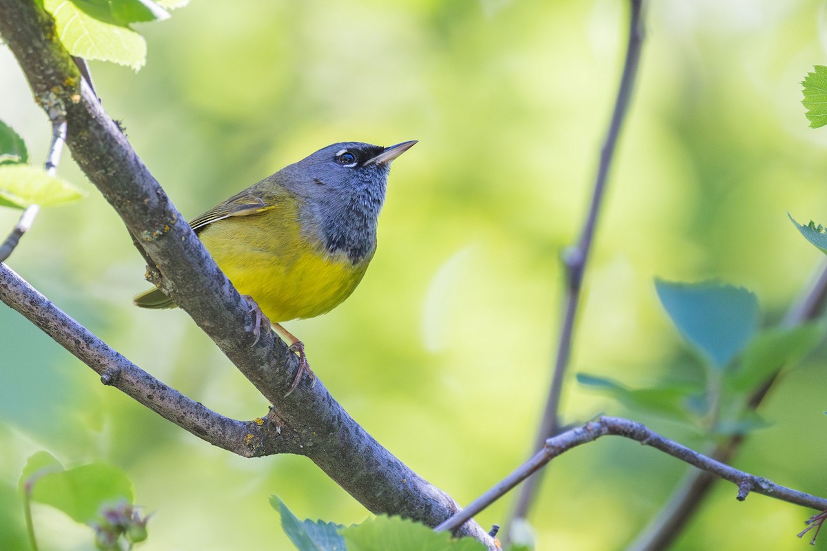 MacGillivray's Warbler - ML620109234