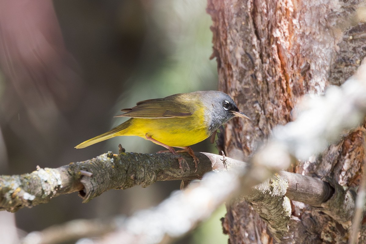 MacGillivray's Warbler - ML620109236