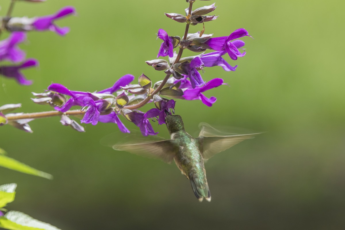 Ruby-throated Hummingbird - ML620109237