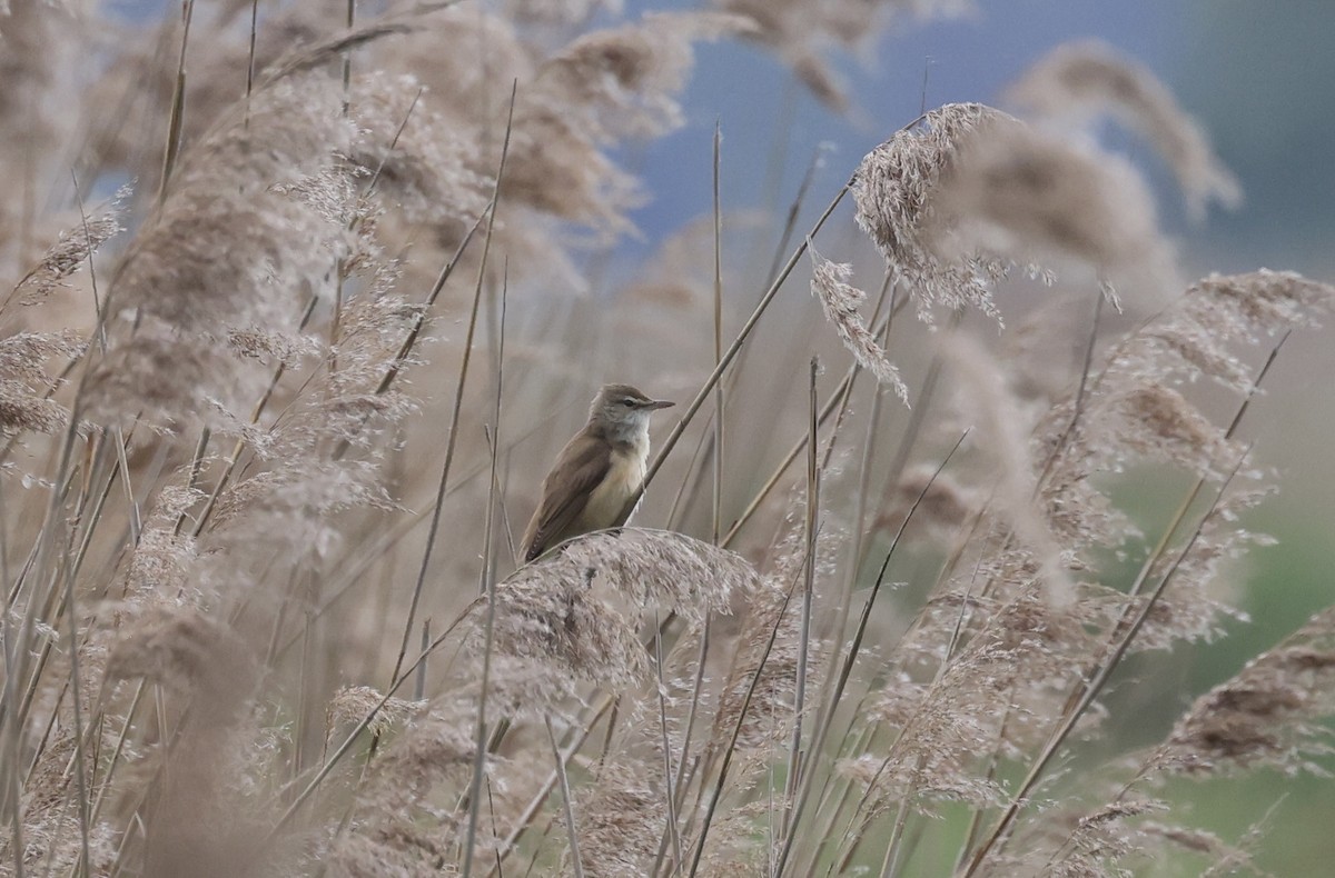 Great Reed Warbler - ML620109238