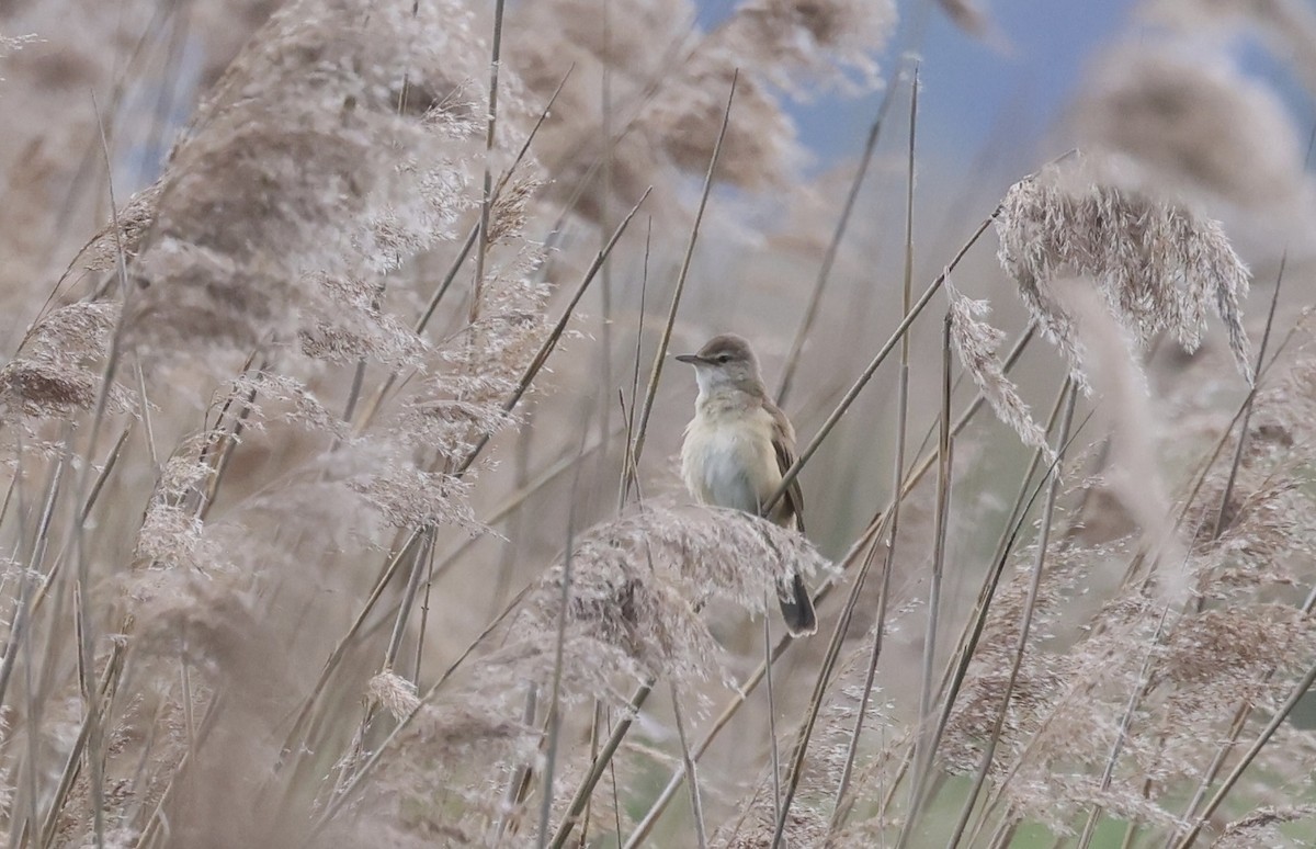 Great Reed Warbler - ML620109239