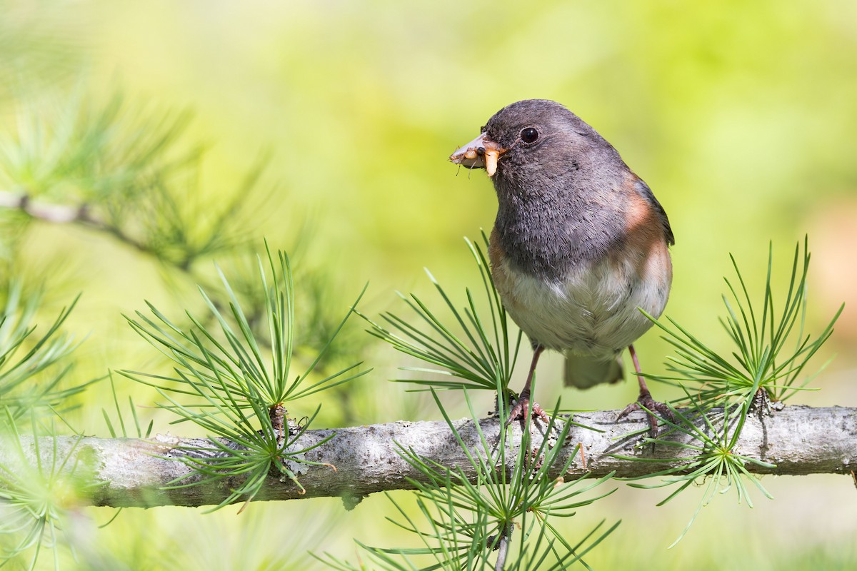 Junco Ojioscuro (grupo oreganus) - ML620109242