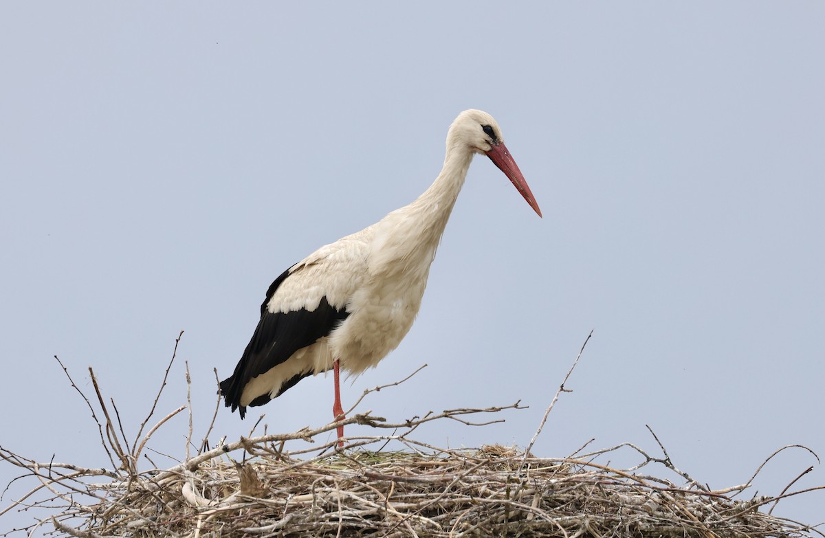 White Stork - ML620109280