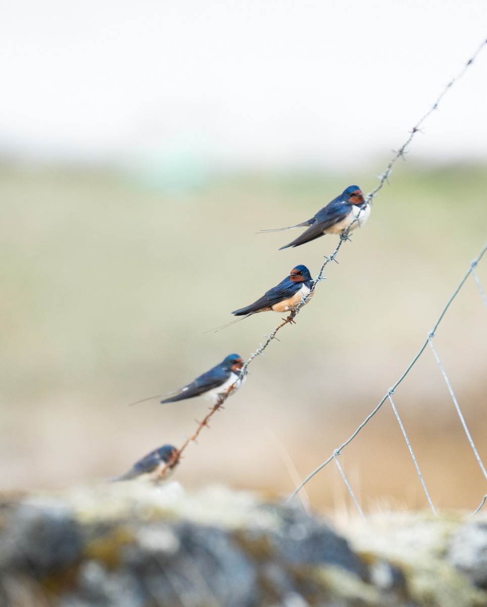 vlaštovka obecná - ML620109285