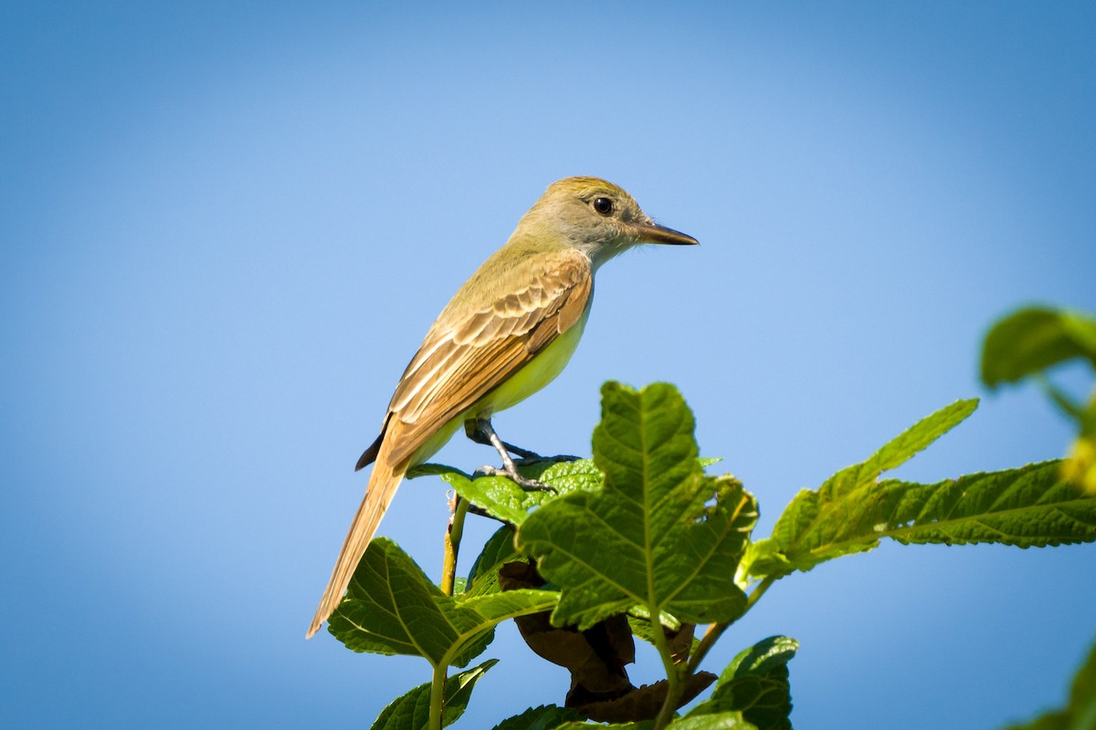 Great Crested Flycatcher - ML620109289