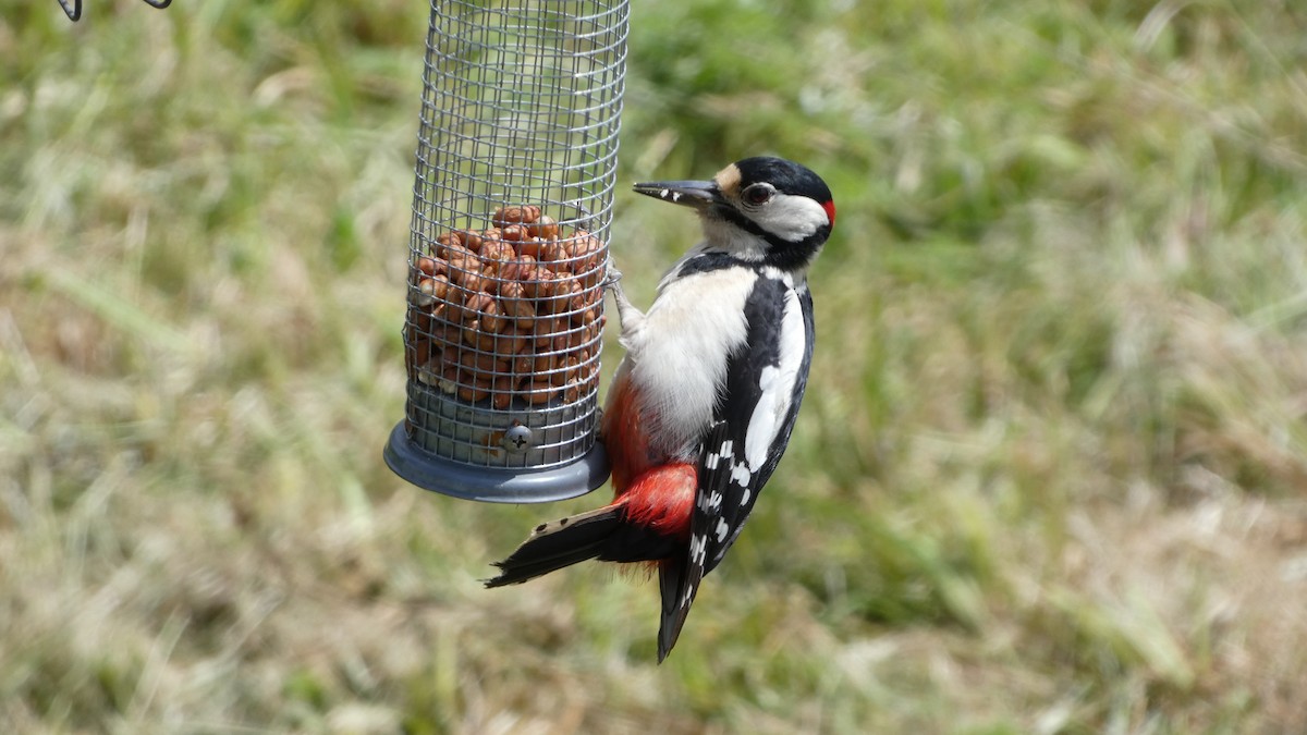 Great Spotted Woodpecker - ML620109291
