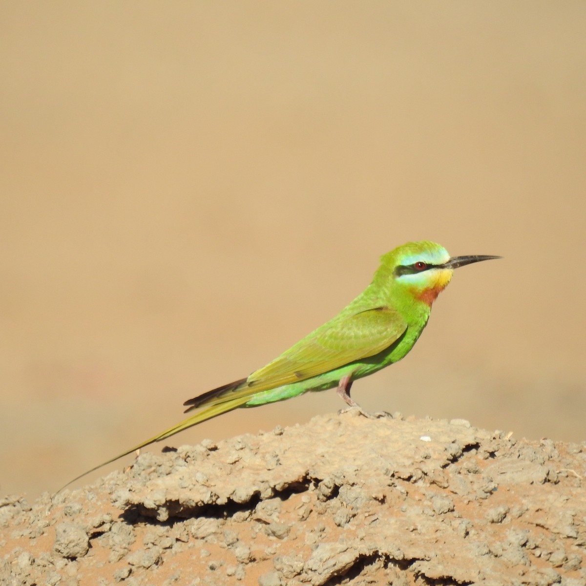 Blue-cheeked Bee-eater - ML620109328