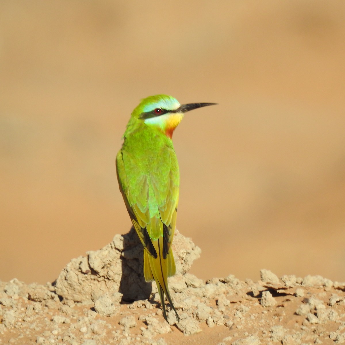 Blue-cheeked Bee-eater - ML620109333