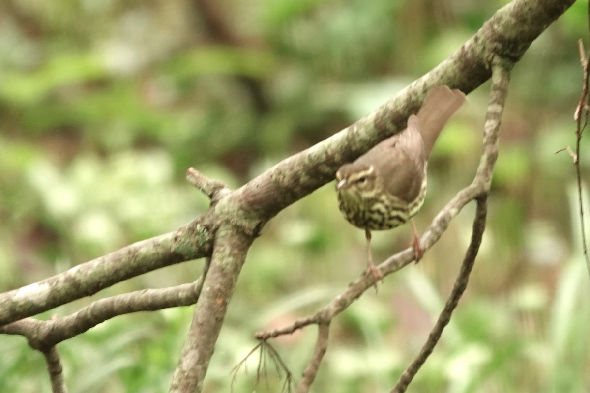 Northern Waterthrush - ML620109337