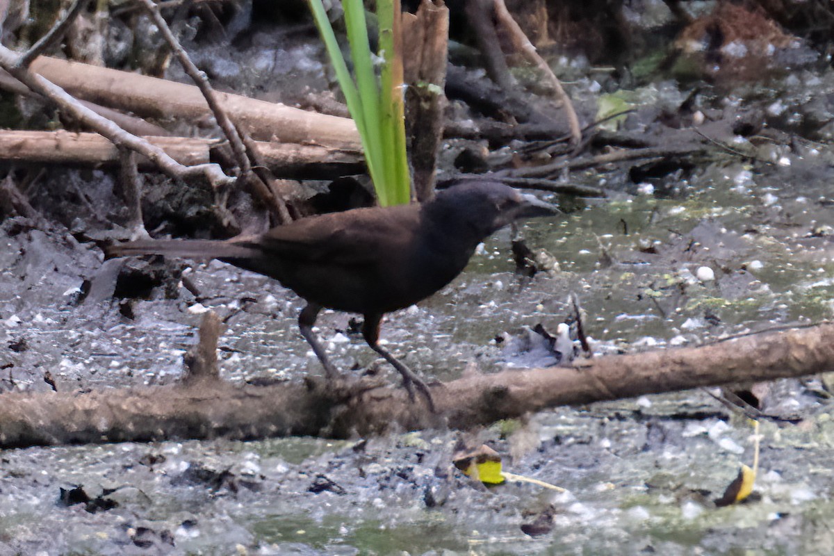 Common Grackle - ML620109356