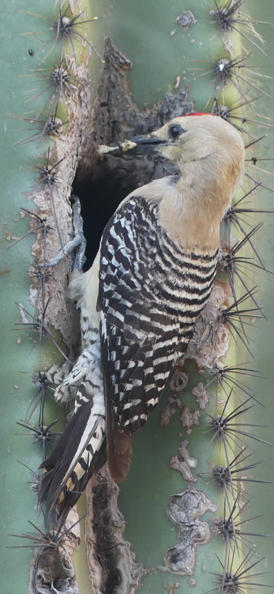 Gila Woodpecker - ML620109361