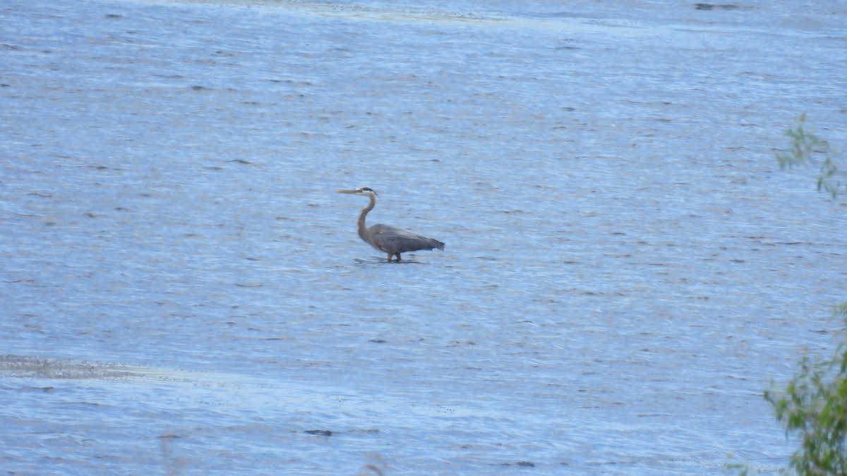 Great Blue Heron - ML620109363