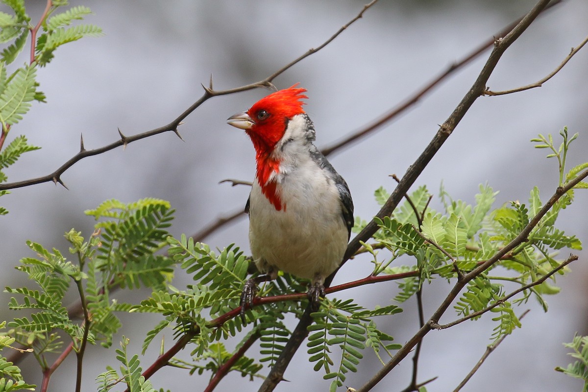 Red-crested Cardinal - ML620109368