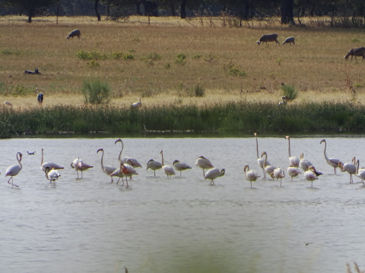 Greater Flamingo - ML620109370