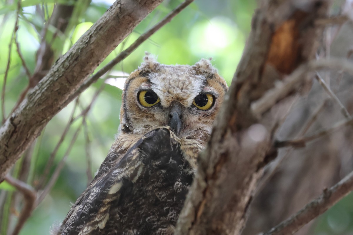 Great Horned Owl - ML620109372