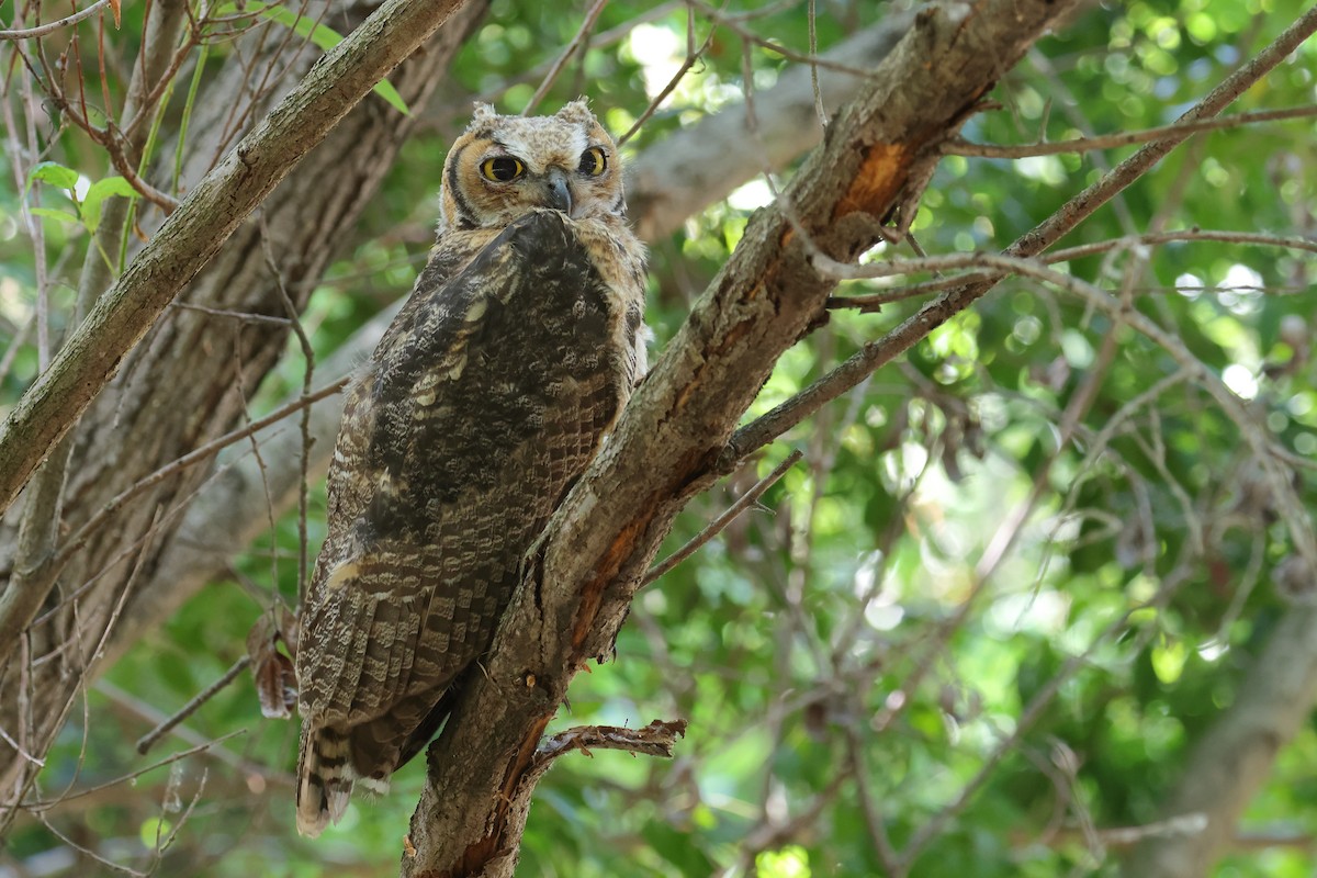 Great Horned Owl - ML620109374