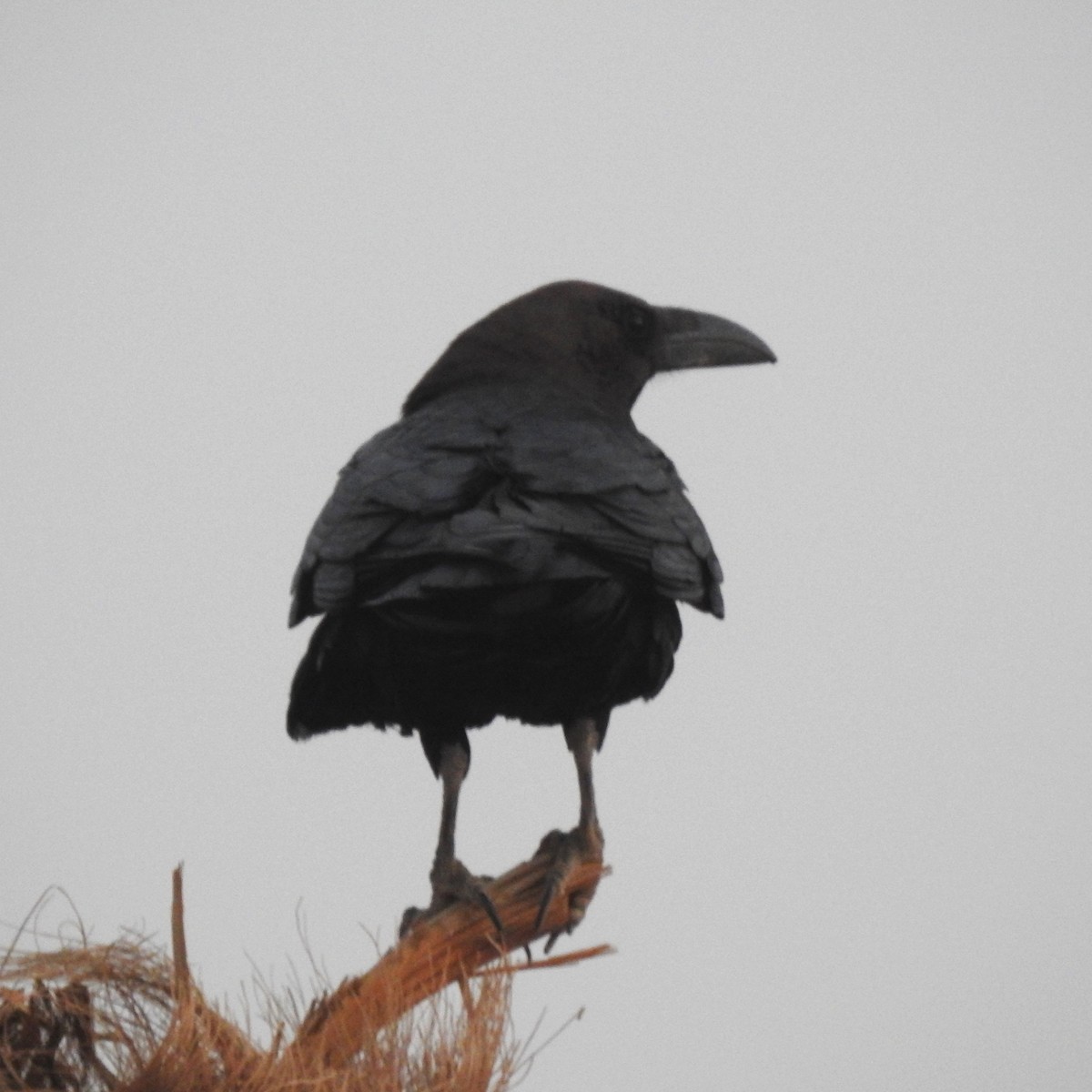 Brown-necked Raven - ML620109384