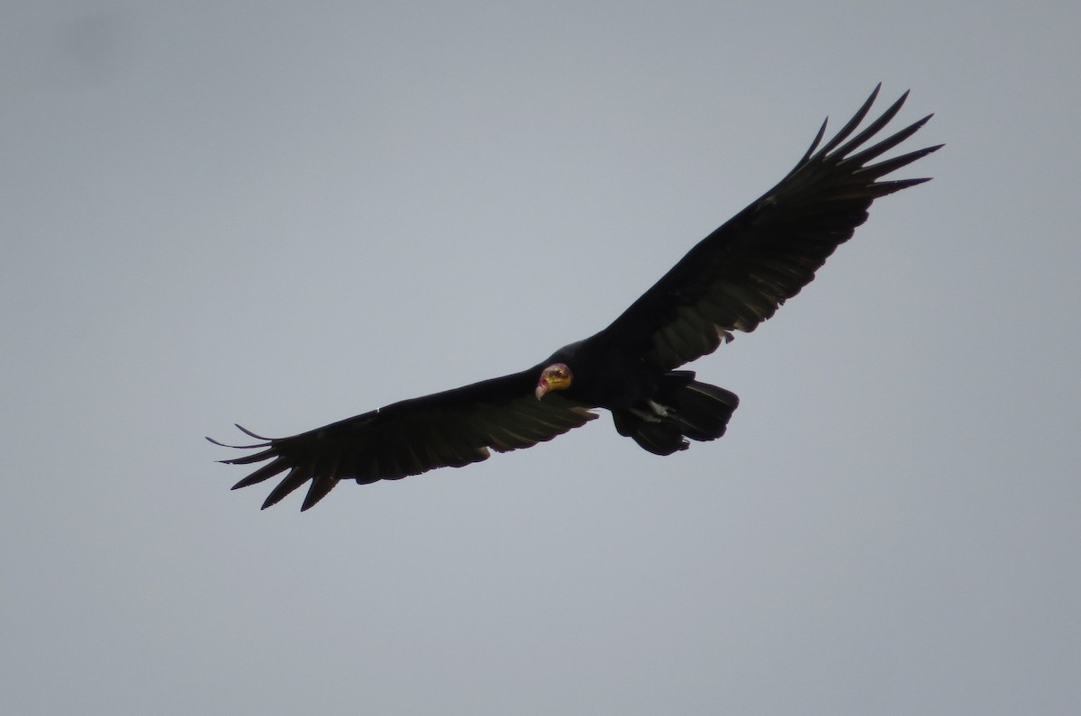 Greater Yellow-headed Vulture - ML620109399