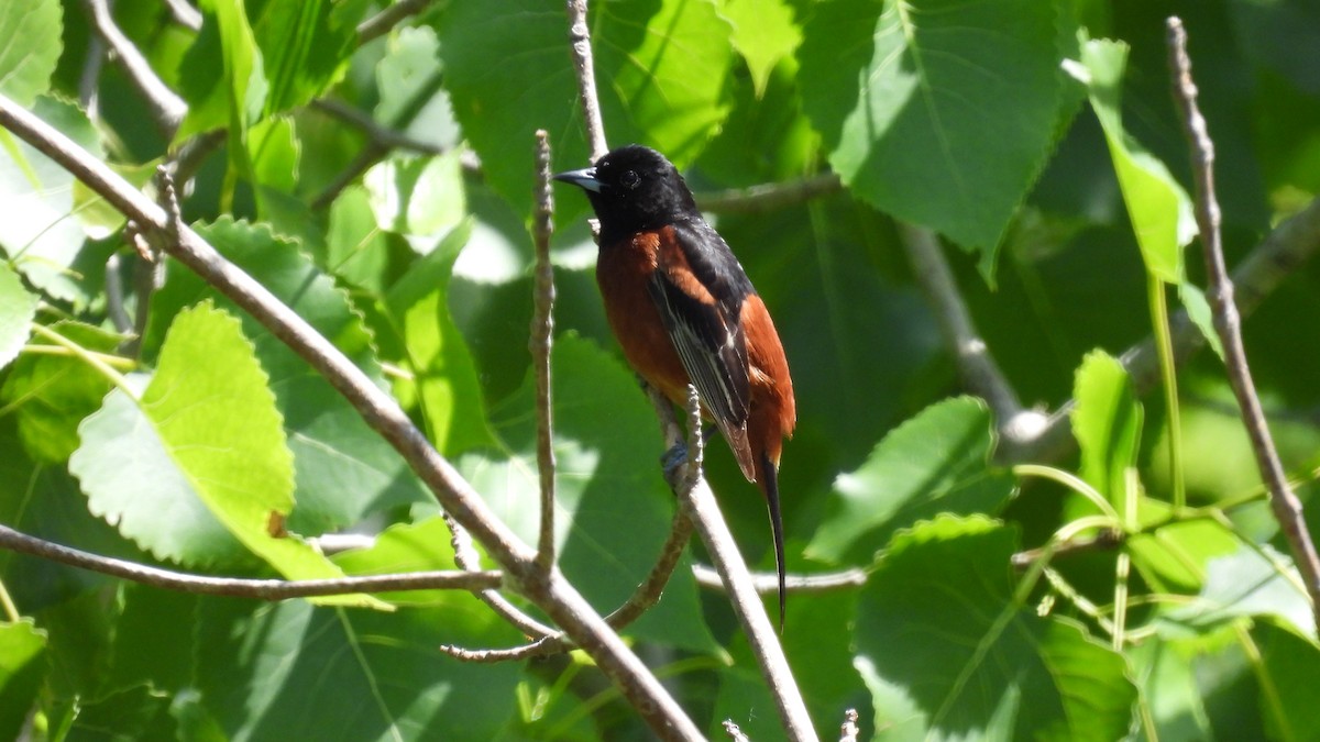 Orchard Oriole - ML620109400