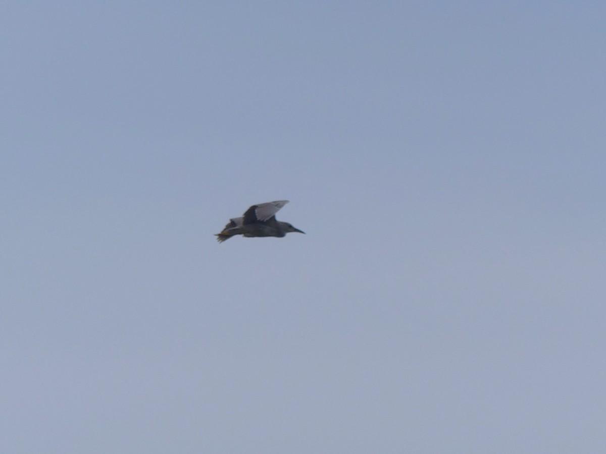 Black-crowned Night Heron - ML620109425