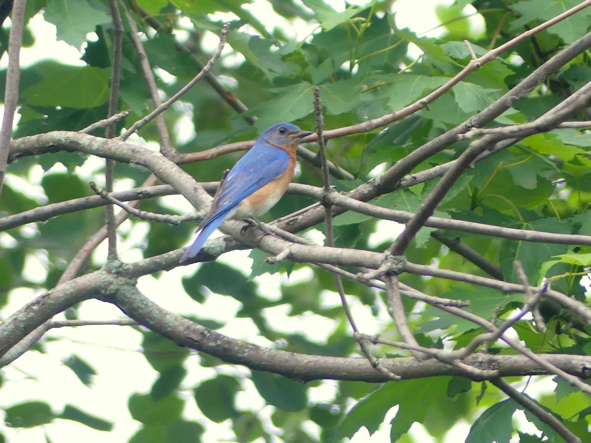 Eastern Bluebird - ML620109441
