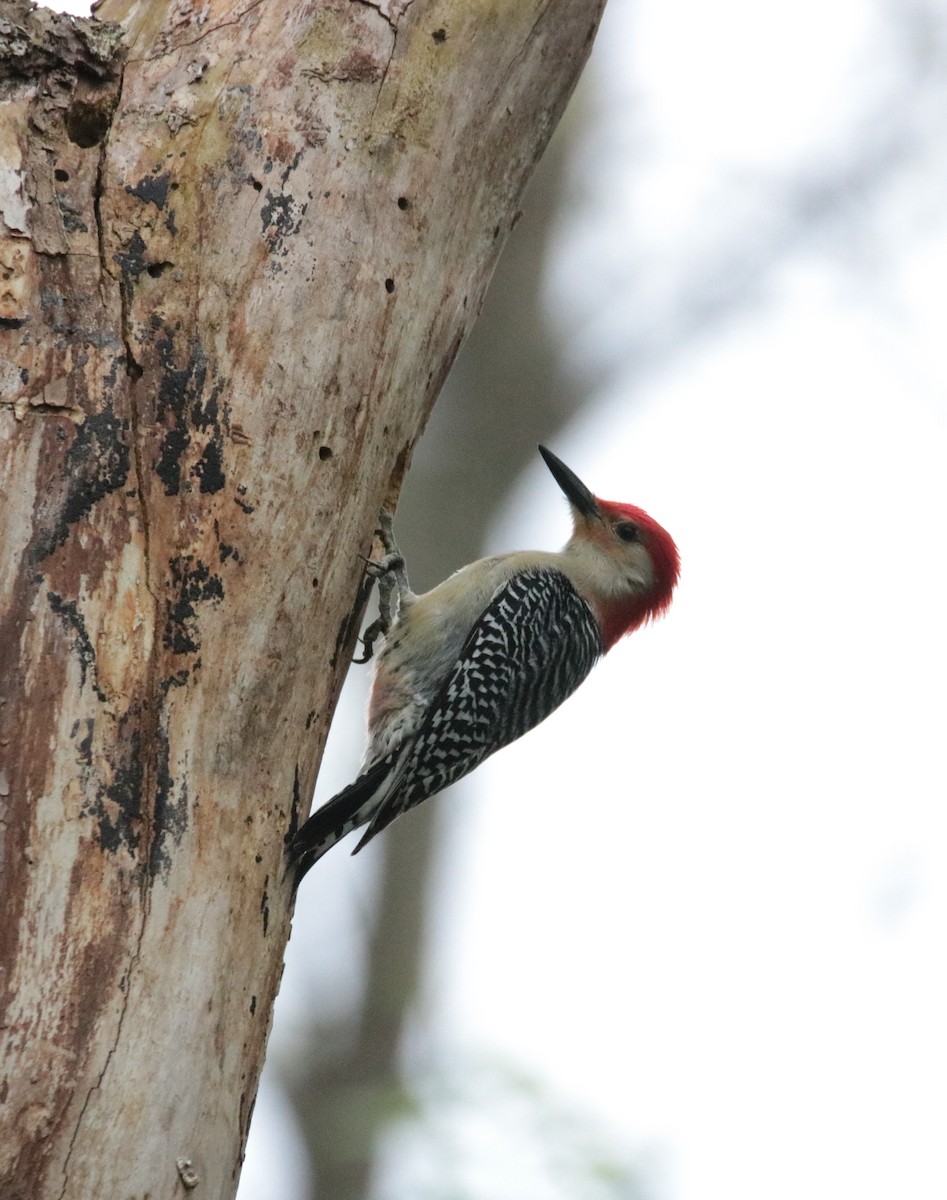 Red-bellied Woodpecker - ML620109446
