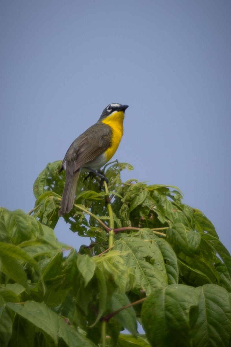 Yellow-breasted Chat - ML620109487