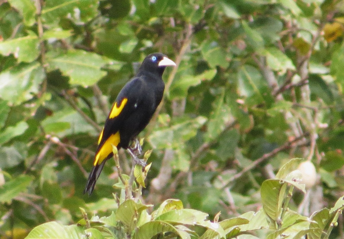 Yellow-rumped Cacique - ML620109492