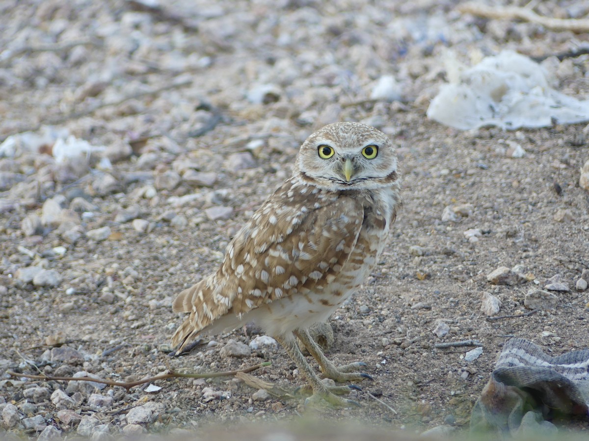 Burrowing Owl - ML620109525