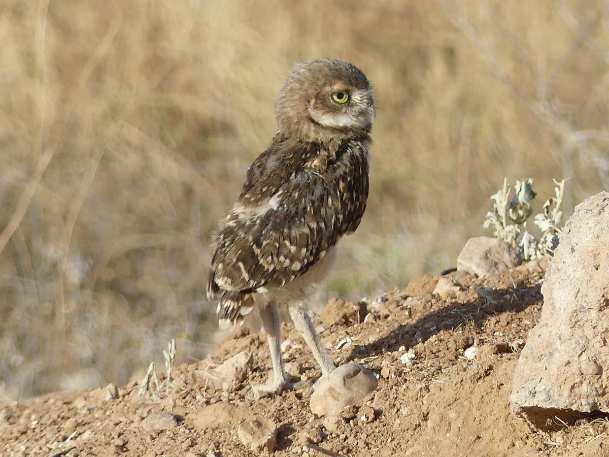 Burrowing Owl - ML620109526