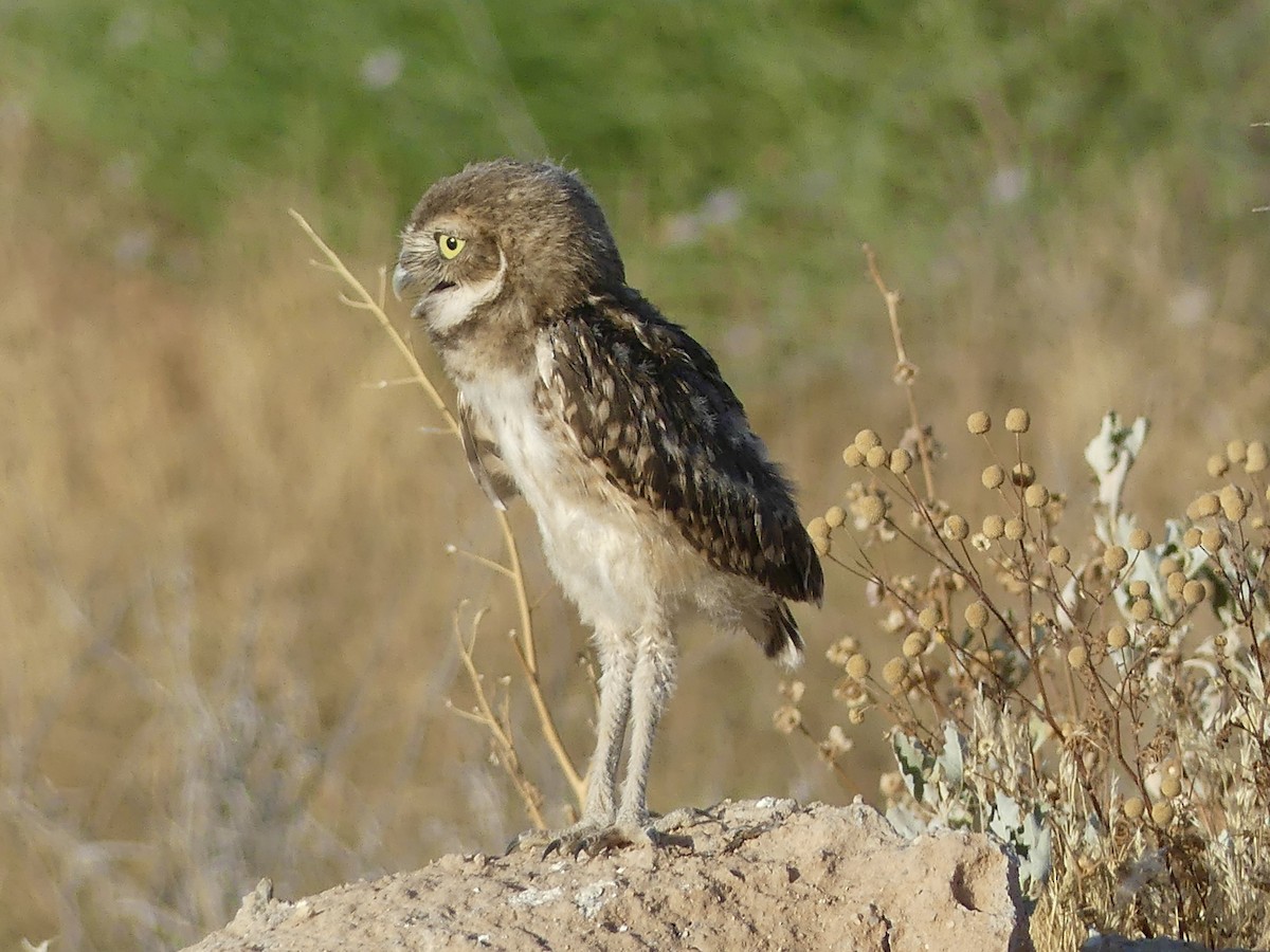 Burrowing Owl - ML620109527
