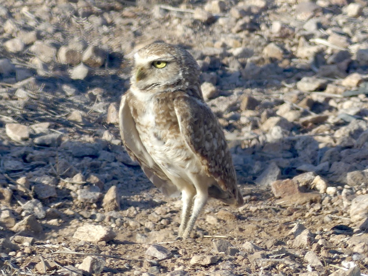 Burrowing Owl - ML620109530