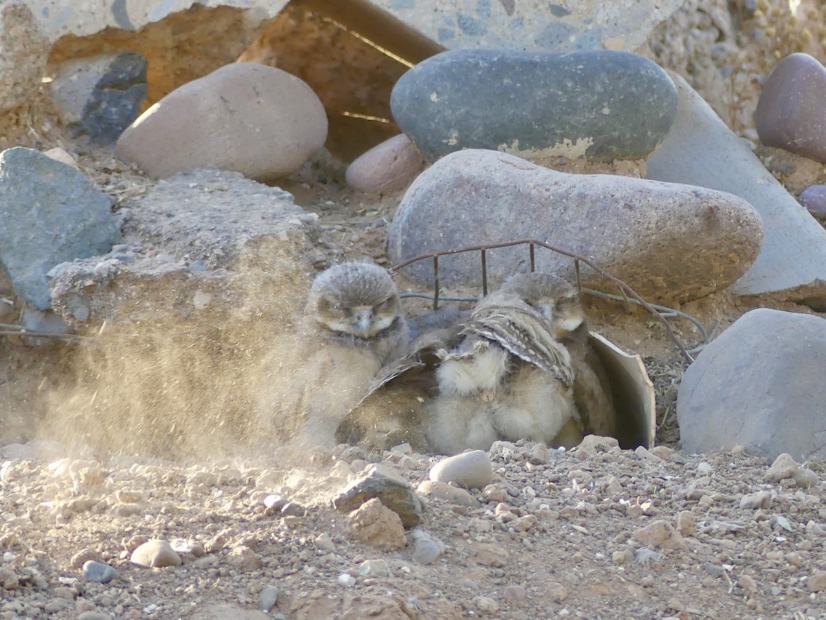 Burrowing Owl - ML620109531