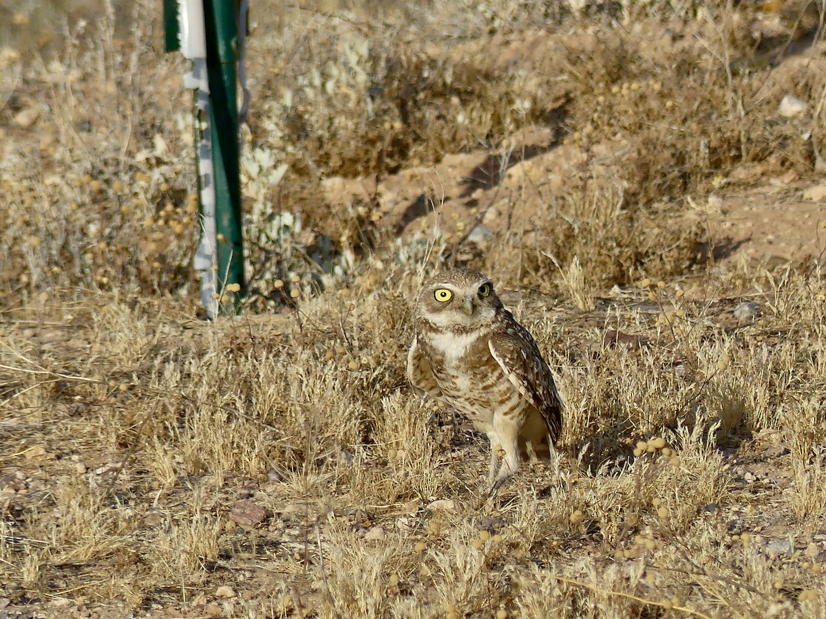 Burrowing Owl - ML620109533